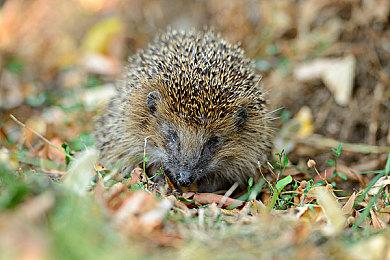 《守望先锋：归来》暂时不会对英雄强度进行调整